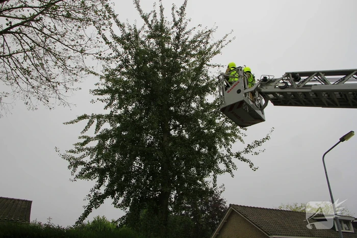 Kat na dagenlang vastzitten gered door brandweer