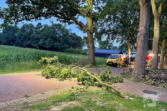 Gevaarlijk hangende tak dreigt te vallen