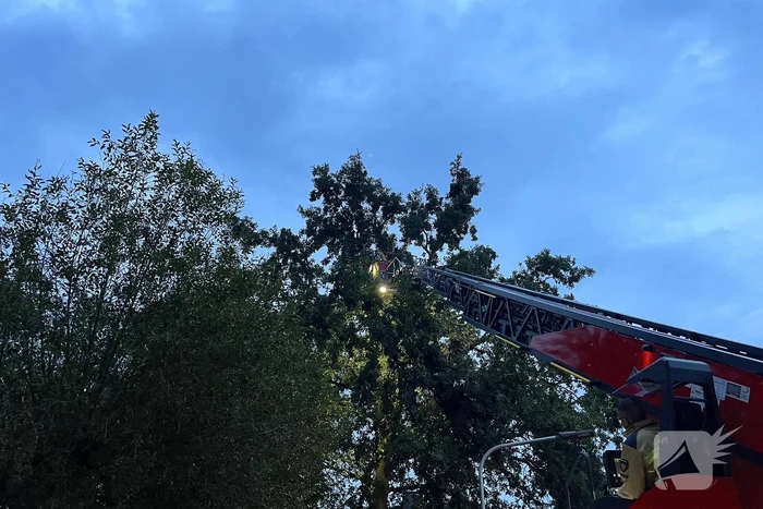 Gevaarlijk hangende tak dreigt te vallen