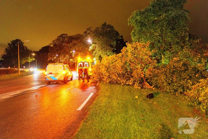 Boom doormidden nadat auto van weg raakt