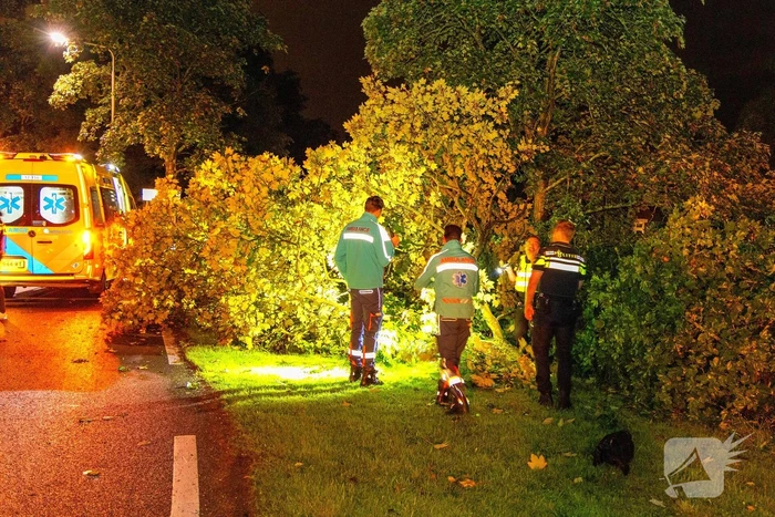 Boom doormidden nadat auto van weg raakt