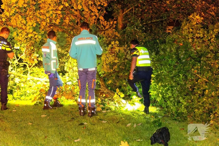 Boom doormidden nadat auto van weg raakt