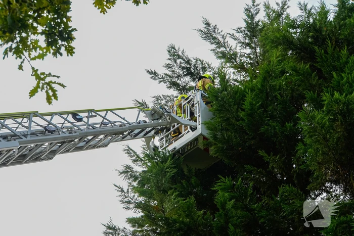 Buurt belt brandweer voor kat in de boom