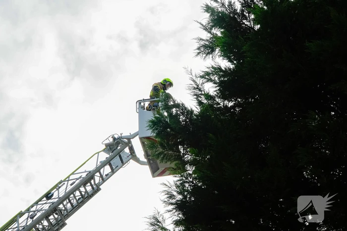 Buurt belt brandweer voor kat in de boom