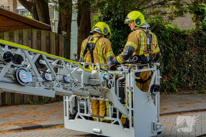 Buurt belt brandweer voor kat in de boom