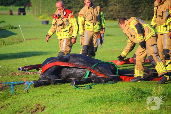 Paard gered uit modderige sloot na spannende reddingsactie