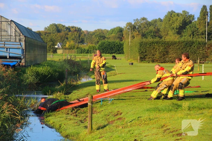 Paard gered uit modderige sloot na spannende reddingsactie