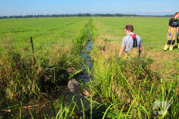 Brandweer haalt Stier uit sloot