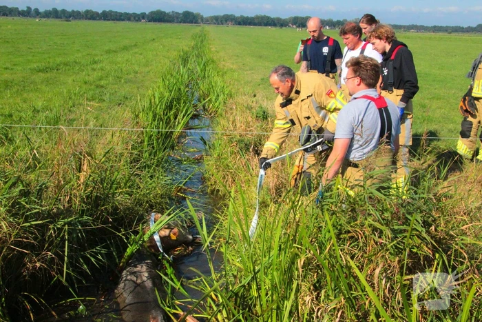 Brandweer haalt Stier uit sloot