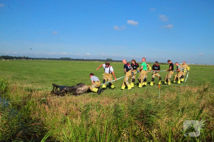 Brandweer haalt Stier uit sloot