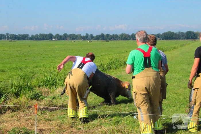 Brandweer haalt Stier uit sloot
