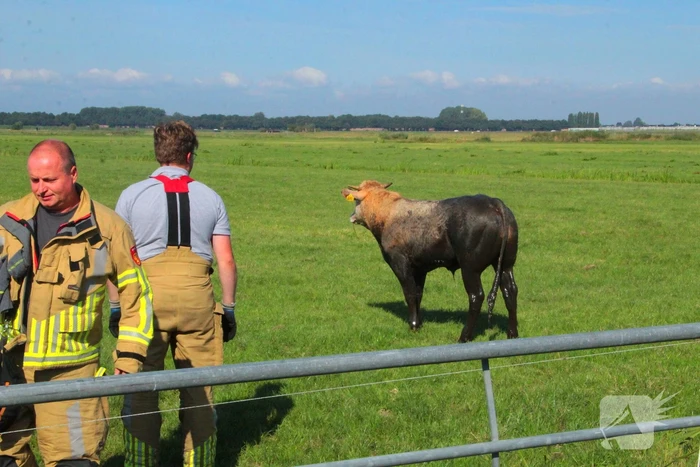 Brandweer haalt Stier uit sloot