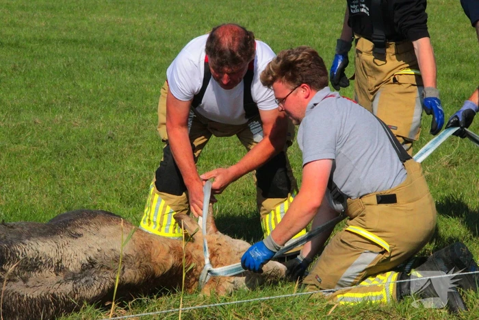 Brandweer haalt Stier uit sloot