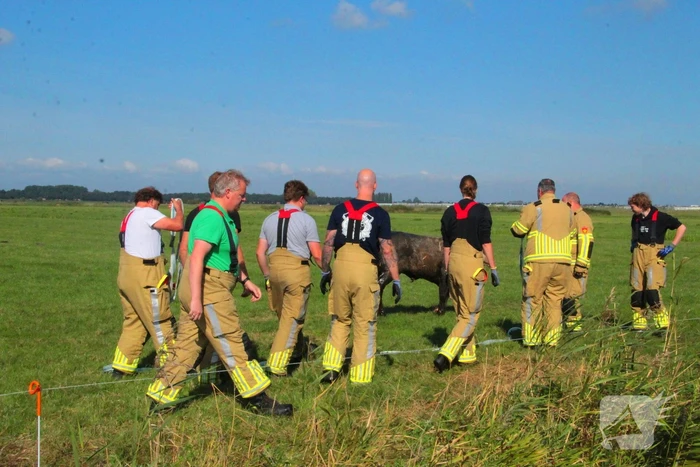 Brandweer haalt Stier uit sloot