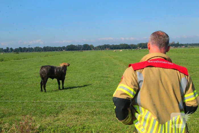 Brandweer haalt Stier uit sloot