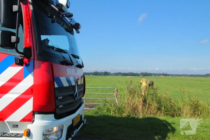 Brandweer haalt Stier uit sloot