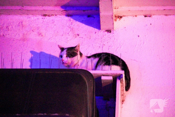 Brandweer druk met kat die op dak zit