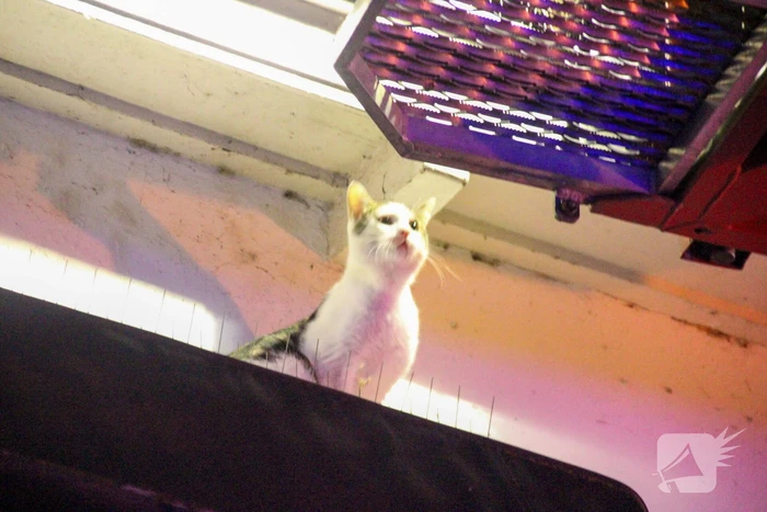 Brandweer druk met kat die op dak zit