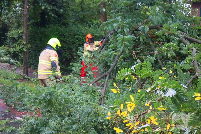 Brandweer verwijdert afgebroken tak van wegdek