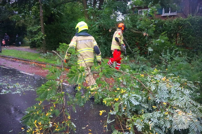 Brandweer verwijdert afgebroken tak van wegdek