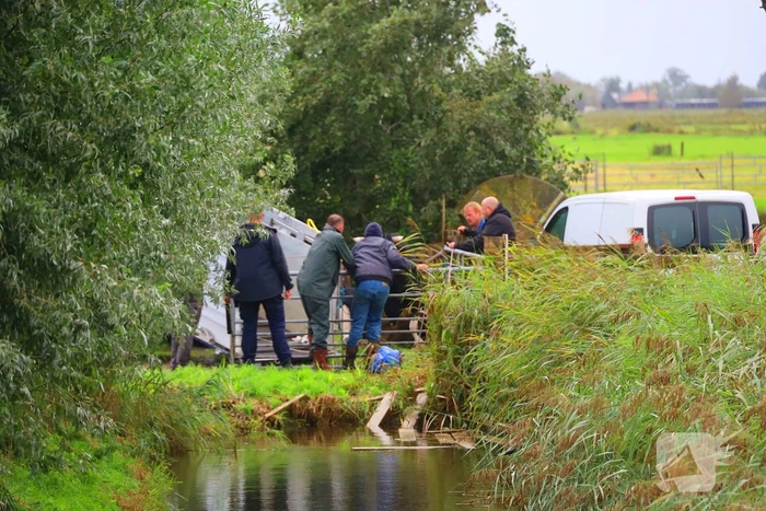 Vrouw aangevallen door stier