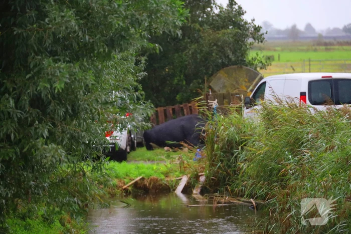 Vrouw aangevallen door stier
