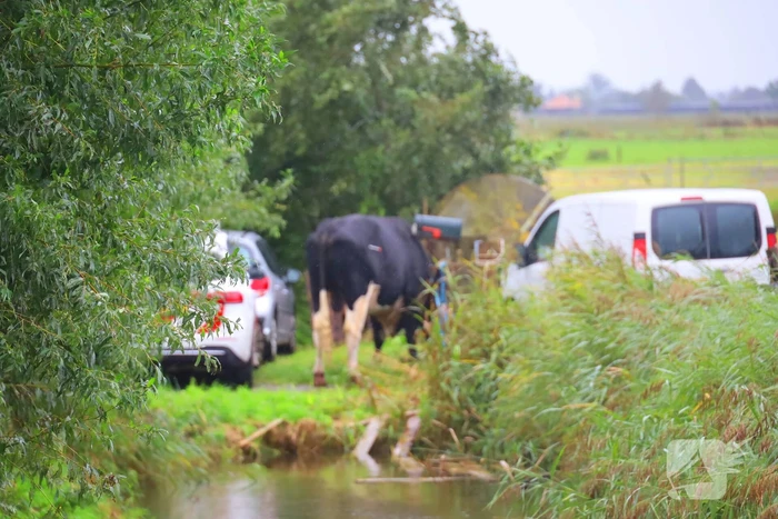 Vrouw aangevallen door stier