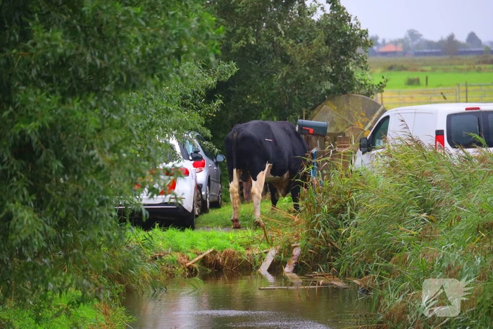 Vrouw aangevallen door stier