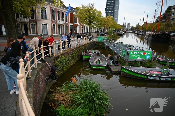 Kat gered die te water raakt