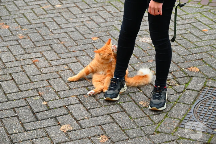 Kat gered die te water raakt