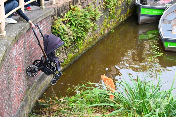 Kat gered die te water raakt
