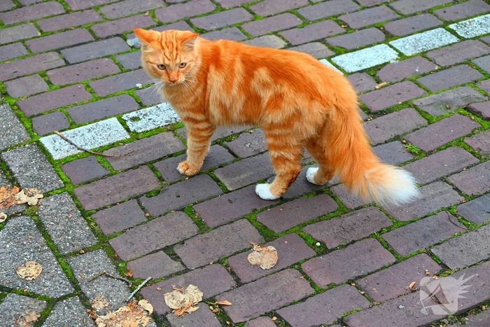 Kat gered die te water raakt