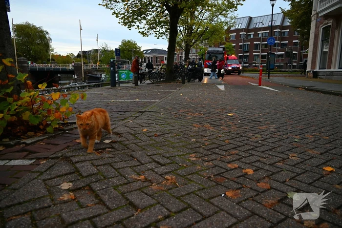 Kat gered die te water raakt