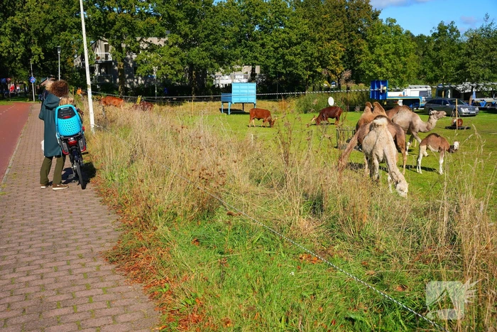 Circus Renz gestart met opbouw circus