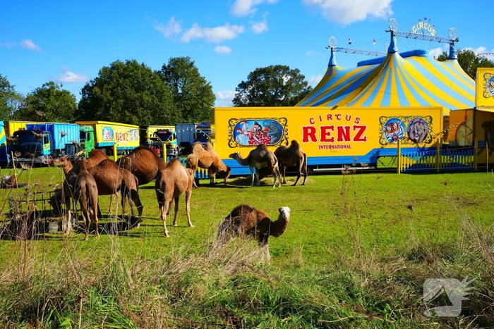 Circus Renz gestart met opbouw circus