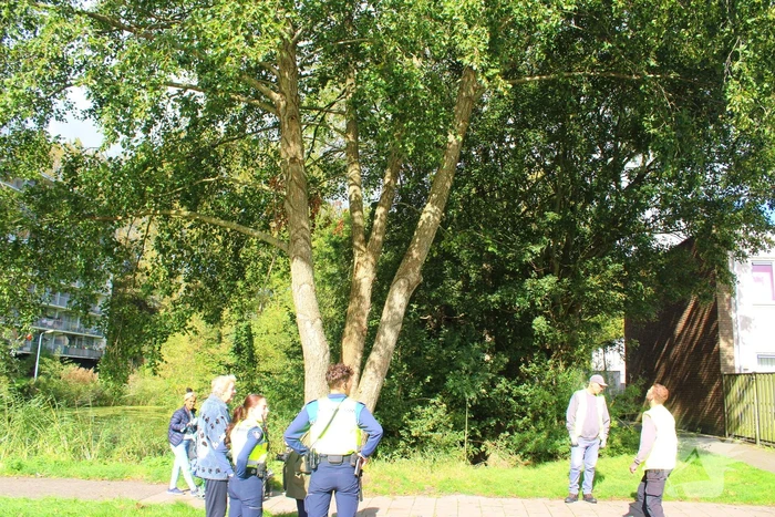 Hoogwerker ingezet voor kat in boom
