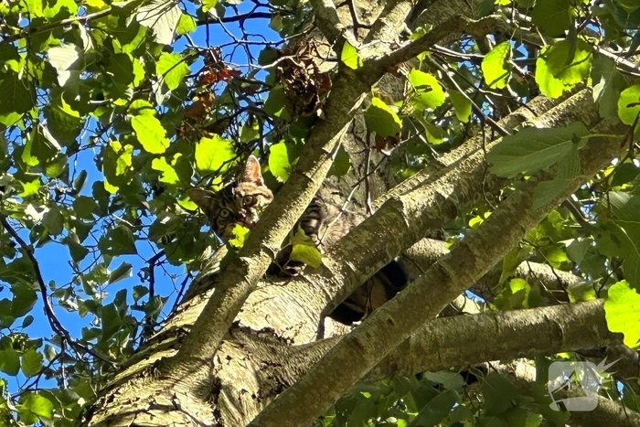 Hoogwerker ingezet voor kat in boom