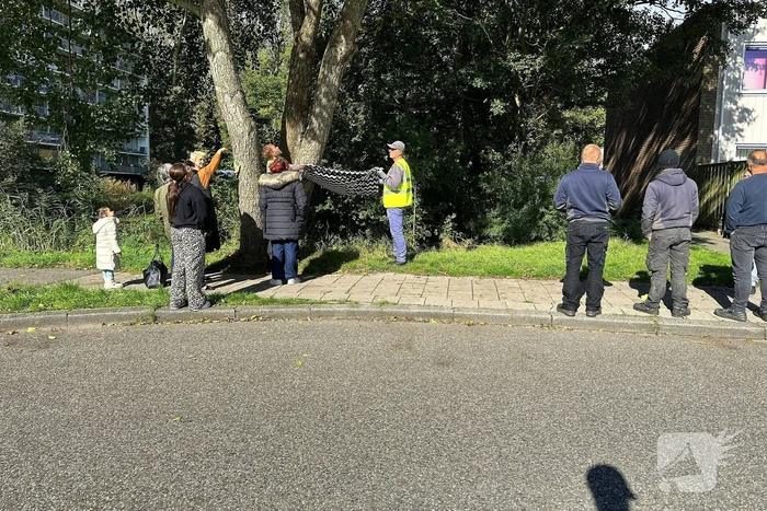 Hoogwerker ingezet voor kat in boom
