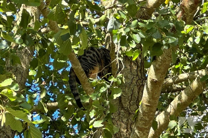 Hoogwerker ingezet voor kat in boom