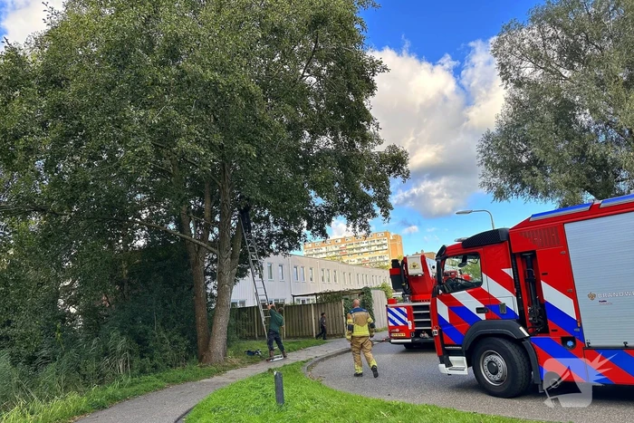 Hoogwerker ingezet voor kat in boom