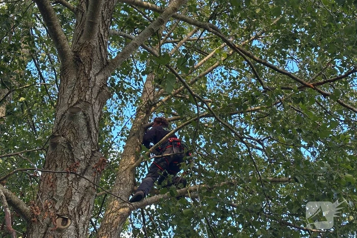 Hoogwerker ingezet voor kat in boom