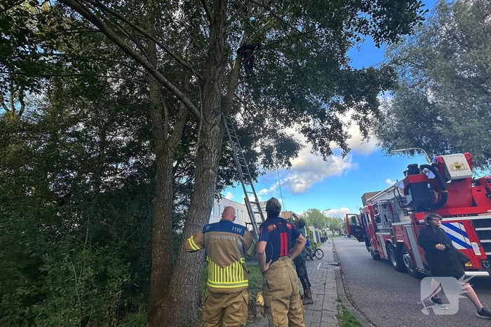 Hoogwerker ingezet voor kat in boom