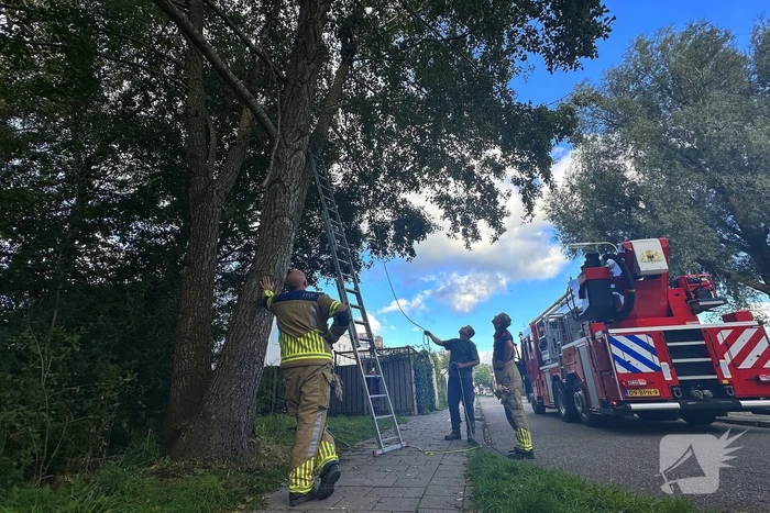 Hoogwerker ingezet voor kat in boom