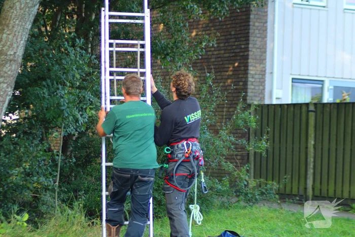 Hoogwerker ingezet voor kat in boom