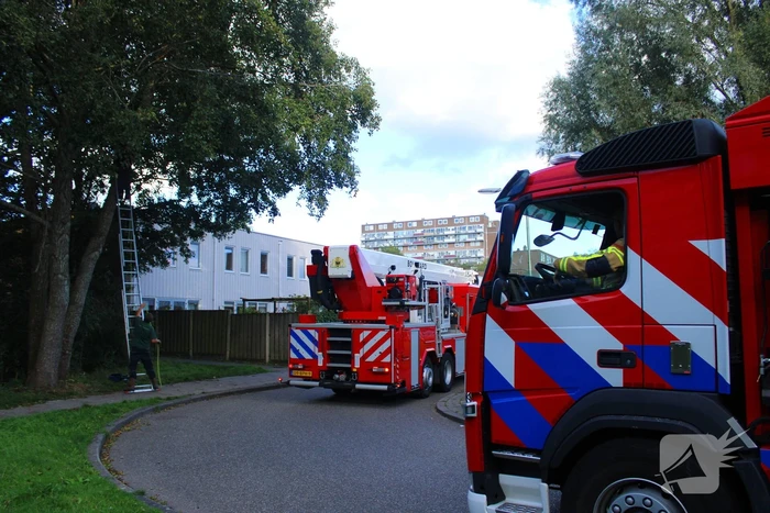 Hoogwerker ingezet voor kat in boom