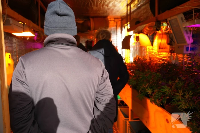 Kijkje in hennepkwekerij op de weekmarkt