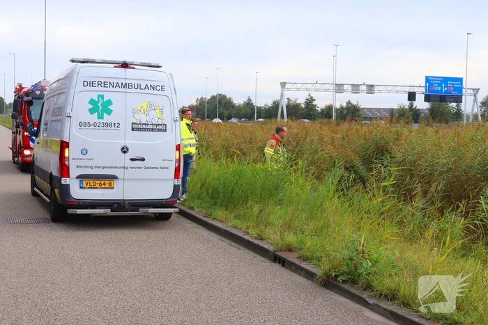 Brandweer assisteert dierenambulance bij zoektocht naar kat