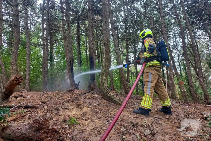 Brandweer grijpt in bij brandstichting in bos