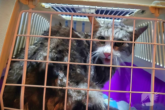 Brandweer redt kat uit water