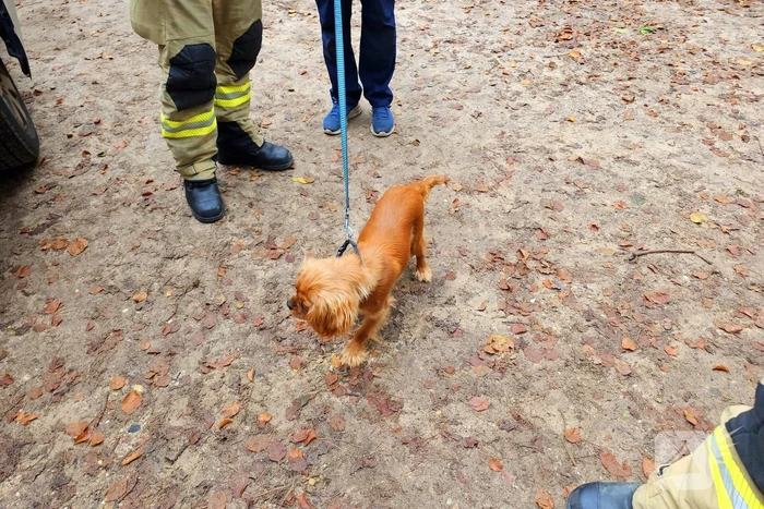 Brandweer redt hond uit benarde situatie